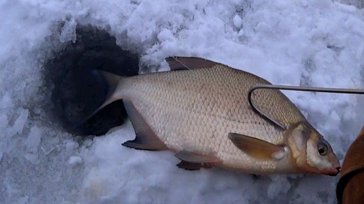 ЛЕЩИ загибают кивки! Зимняя рыбалка на мормышку 2026! Рыбалка на ОКЕ! смотреть онлайн