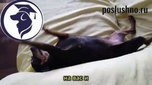 Как построить взаимоотношения с собакой? Школа poslushno.ru