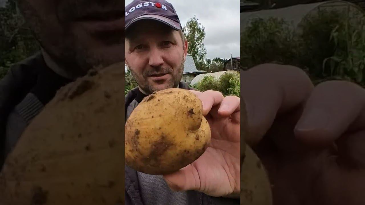 Урожай КАРТОФЕЛЯ в СОРНЯКАХ. СОРТ ВЕГА. Урожай 2023. #дача #деревня #огород #картофель