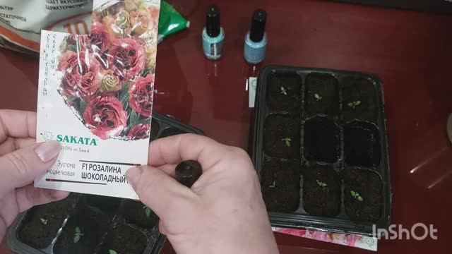 Пикировка эустомы. Пересадка. смотреть онлайн