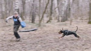 Доберман в Москве - защитная работа. Питомник рабочих доберманов в Московской области Lord Svarog.