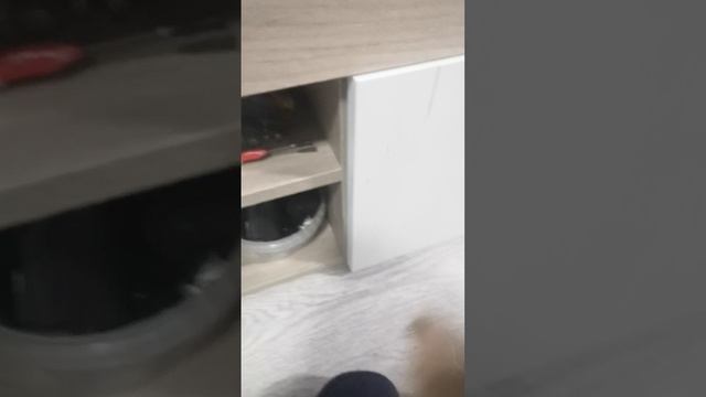 Бешеная улитка