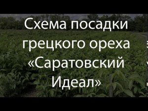 Саженцы зимостойкого грецкого ореха «Саратовский Идеал»