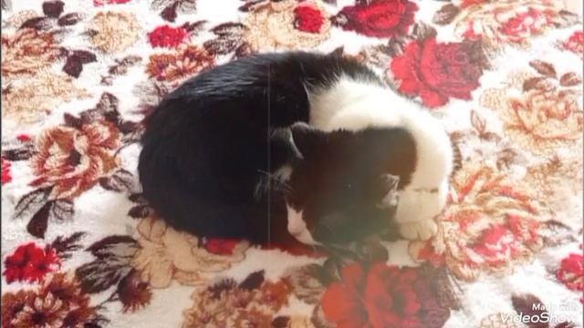 Мариуполь 🏙️ суббота утро 🐈🐈🐈💻 смотреть онлайн