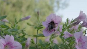 Фрагмент. «ПожнËм/Передача О Жизни Не в Москве». Деревня Грибово. 2025 г.