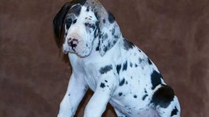 . ДОБРОТЫ НОЛЬ  .ЗА ЧТО ОНИ НЕ ЛЮБЯТ......  ?