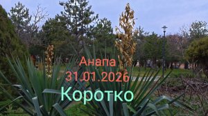 Анапа 31.01.2026 Коротко