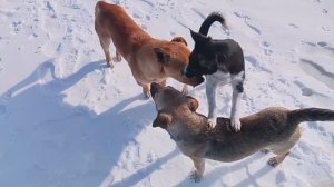 Бродячие —бездомные собаки в снегу