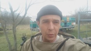 Приступили к стимуляции пчел (для чего и как)