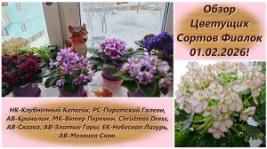 Обзор Цветущих Сортов Фиалок 01.02.2026!