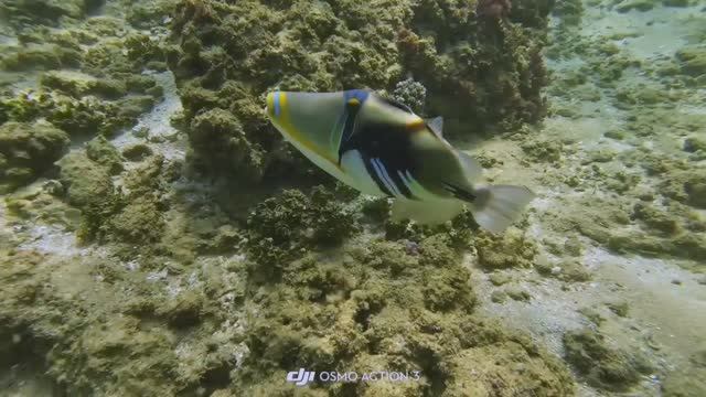 Шри-Ланка. Пляж Хиккадува. смотреть онлайн