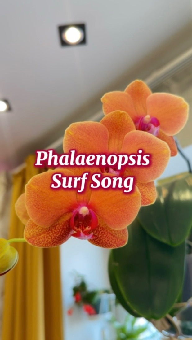 Фаленопсис Surf Song 🎶- Песнь прибоя