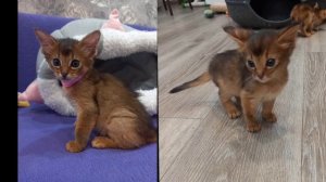 Котята питомника кошек  ХРАБРОЕ СЕРДЦЕ