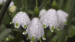 Люблю ливни и дожди