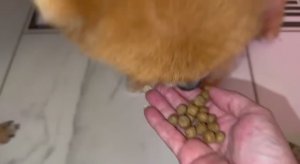 Немного похрустели, Буся с Соболем больше всех.