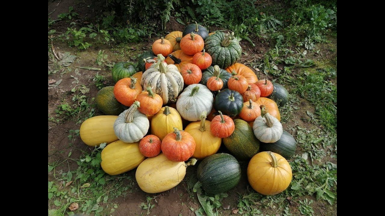 Тыква - СУПЕР УРОЖАЙ!!!/ Живём в деревне смотреть онлайн