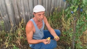 Слива Гроссо де фелисио! Питомник Мирошниченко!