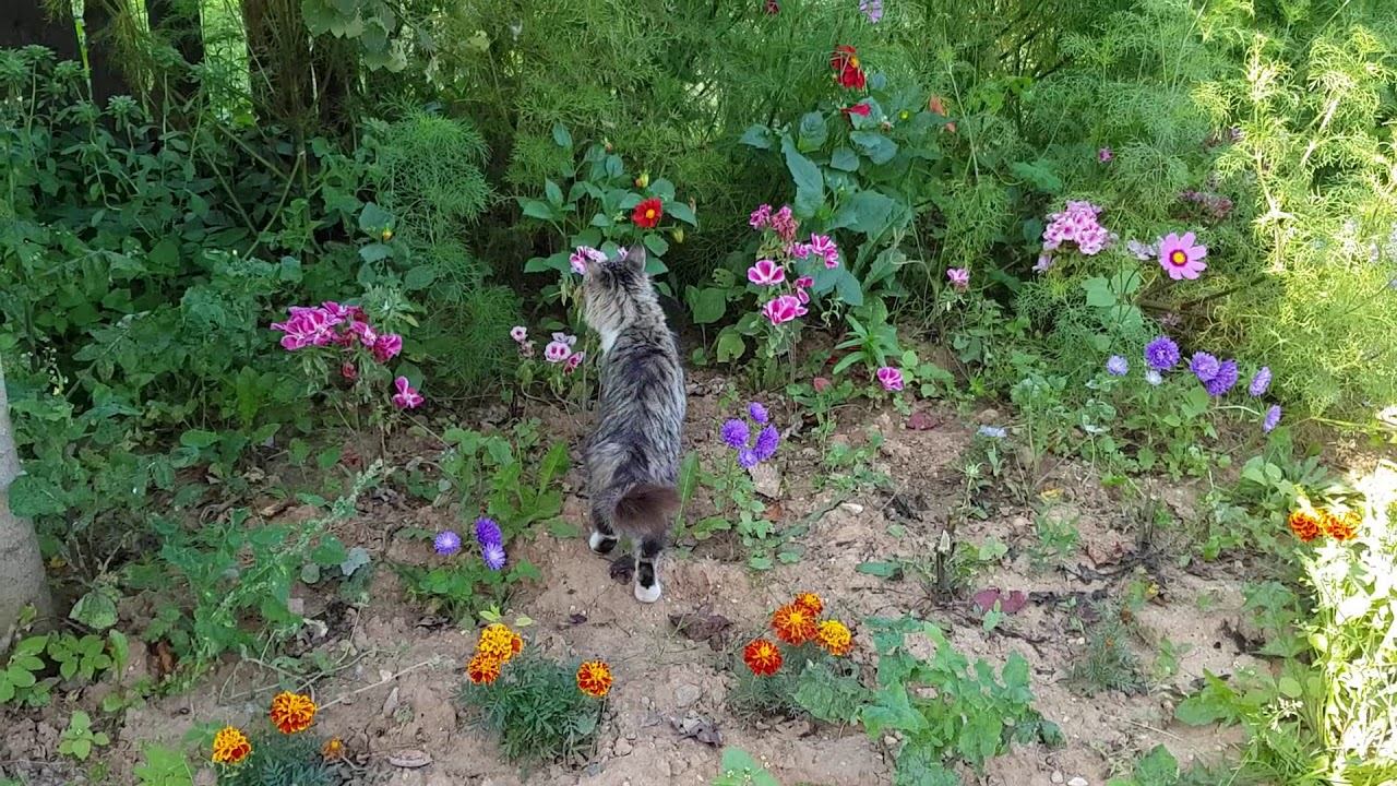 Великолепная осень/Живём в деревне смотреть онлайн