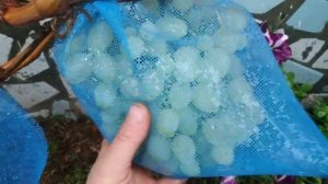 Виноград. Сорт, долгожданный