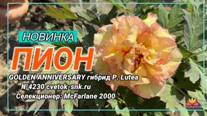 ПИОН "GOLDEN ANNIVERSARY гибрид P. Lutea"/Сад Ворошиловой