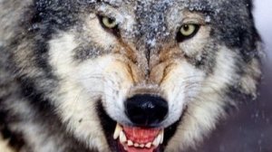 Охота на хищника.шакал.лиса