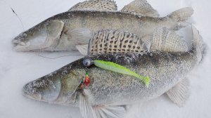 Подлёдный джиг косит судака. Шикарный выезд на Обь.