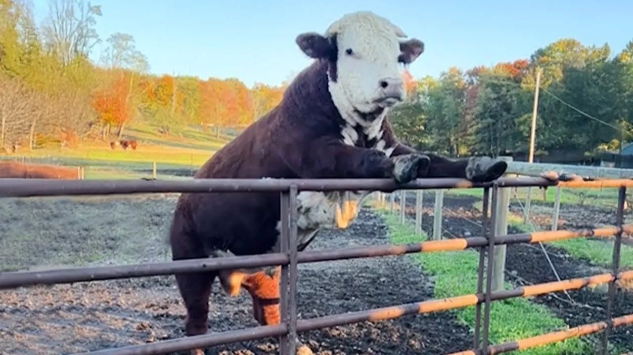 Эти животные устроили хаос в 2026 😂 Ты не удержишься от смеха!