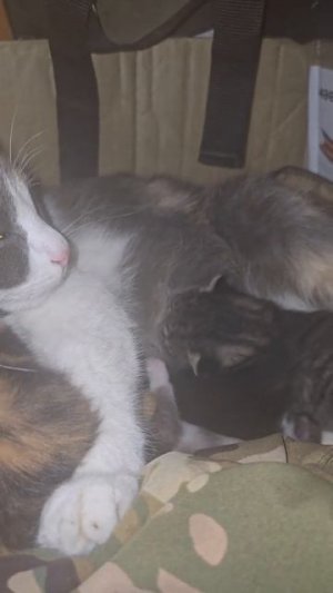 СВО👉ЖМИ (КАДРЫ 21+)👈