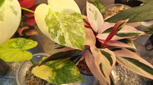 Маленькие яркие растения, обзор растений на полке