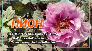 ПИОН "CATHEDRAL ECHO"/Сад Ворошиловой