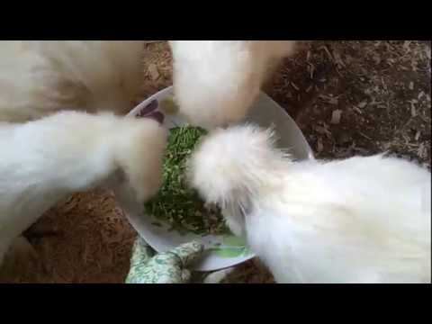 Дрожжи для кур как витаминная добавка/ Жизнь в деревне смотреть онлайн