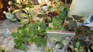 Коллекция бальзаминов махровых