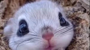 Белка-летяга