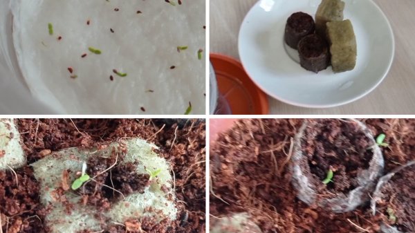 Выращивание декабриста (шлюмбергеры) из семян. Часть 2.