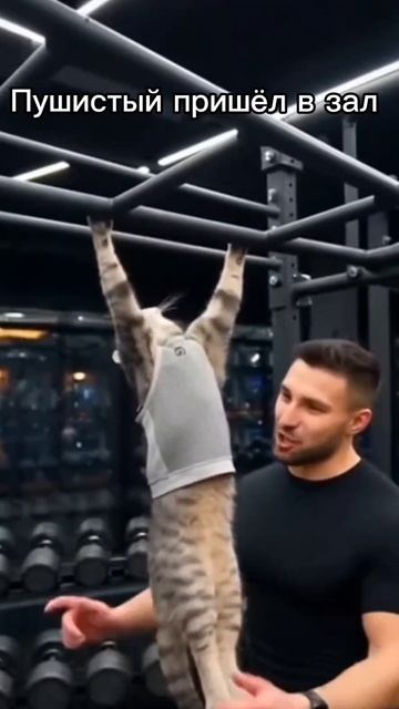 Пушистый пришёл в зал