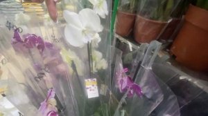 Обзор растений в Ростке цветочный рынок Краснодар