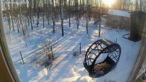 Прилет  хищника!