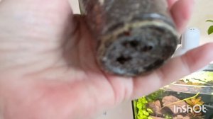 обзор всех моих хой 'кто как растёт 🧚♂🌱🌱новые ростики и корешки 🤗🌿🌿🌿