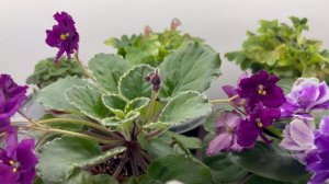 Миниатюрные фиалки, обзор сортов за 31.01.26