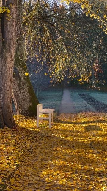 Релакс природа пение птиц