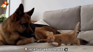 Котята и щенята 🐈🐶 Кошки и собаки 🤗 Милое видео про животных (75)