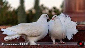 Голуби.