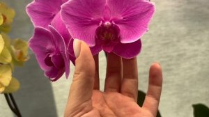 Орхидеи 🌺 Цветение . Январь 2026 😍🦋🌷🩷