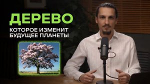 Павловния - растение будущего или экологическая угроза_ Зачем инвестировать в павловнию! #бизнес