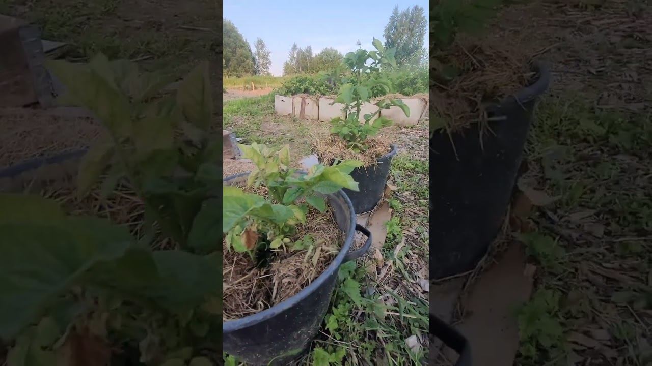 Обзор роста картофеля на 14 июня. Картофель после летних заморозков.