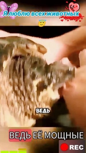 Животные приколы и не только😅