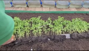 Как вырастить много рассады когда  места на подоконнике  мало♀️.Нужен только контейнер и улитка!