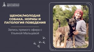 Щенок/Молодая собака. Норма и патология поведения