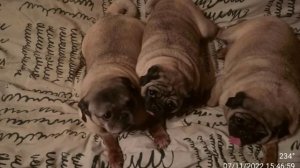 4c0d2c65fe8011f0906cae63e134159b.mp4