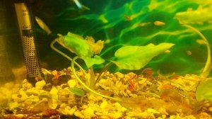 Завоз рыбок, растений и другой живности. Для клиентов и не только.